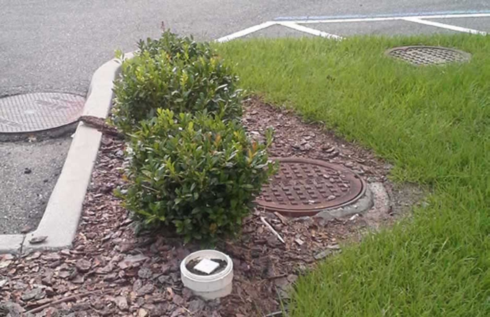 BlazePizza_Gville_UCF-Grass